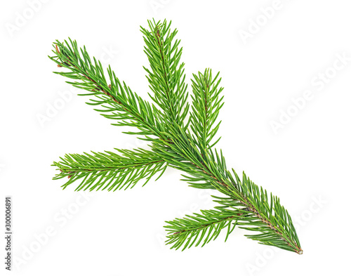 Branch of fir tree on a white background. Christmas tree branch.