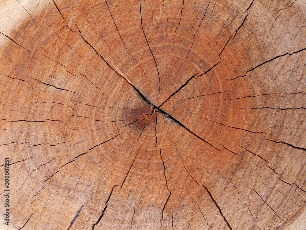 Fototapeta premium Powierzchnia przekroju drzewa zbliżenie. Naturalna tekstura drewna.