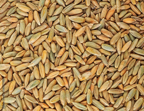 Top view of rye grains, as agricultural background.
