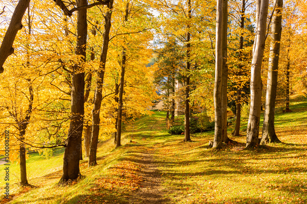 Fototapeta premium Fairy forest in fog at sunrise in autumn colors. Magical trees with sun rays. Colorful dreamy landscape with foggy forest, gold sunlight, red and orange leaves. Beautiful enchanted trees in mist. Fall