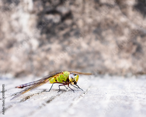 green dragonfly on sitting on concrete