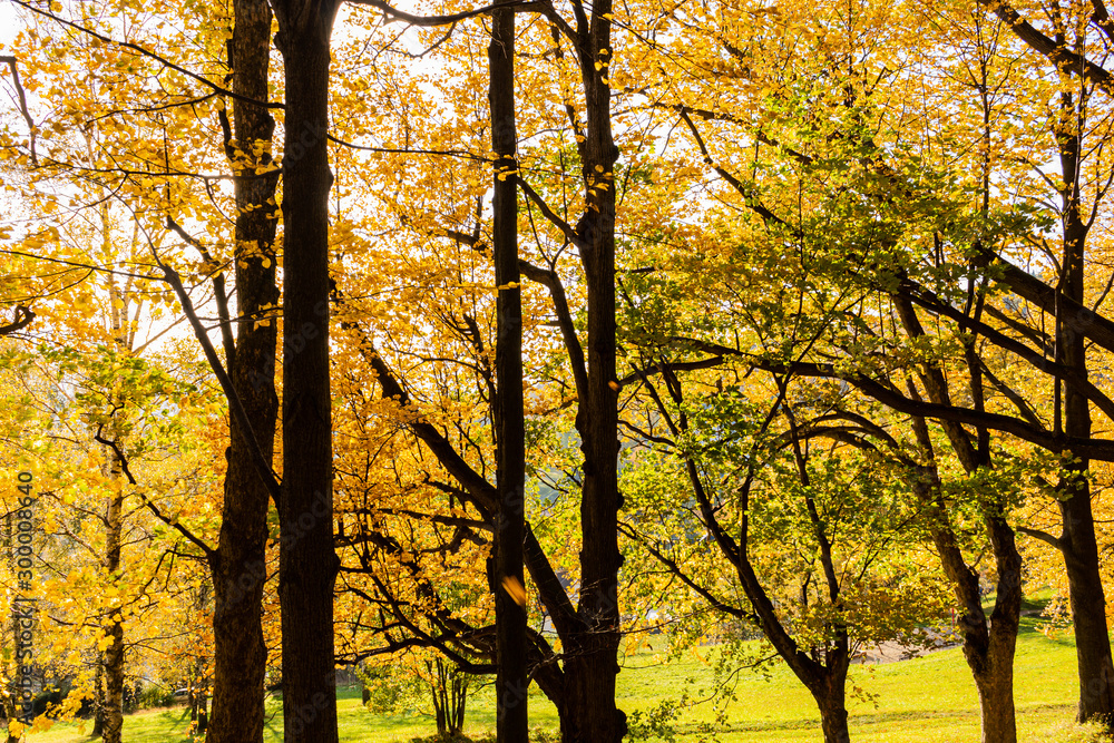 Orange forest with trail in fog in autumn. Colorful landscape with beautiful enchanted trees with yellow and red leaves in fall. Amazing scene with mystical foggy forest. Fairy woodland. Nature