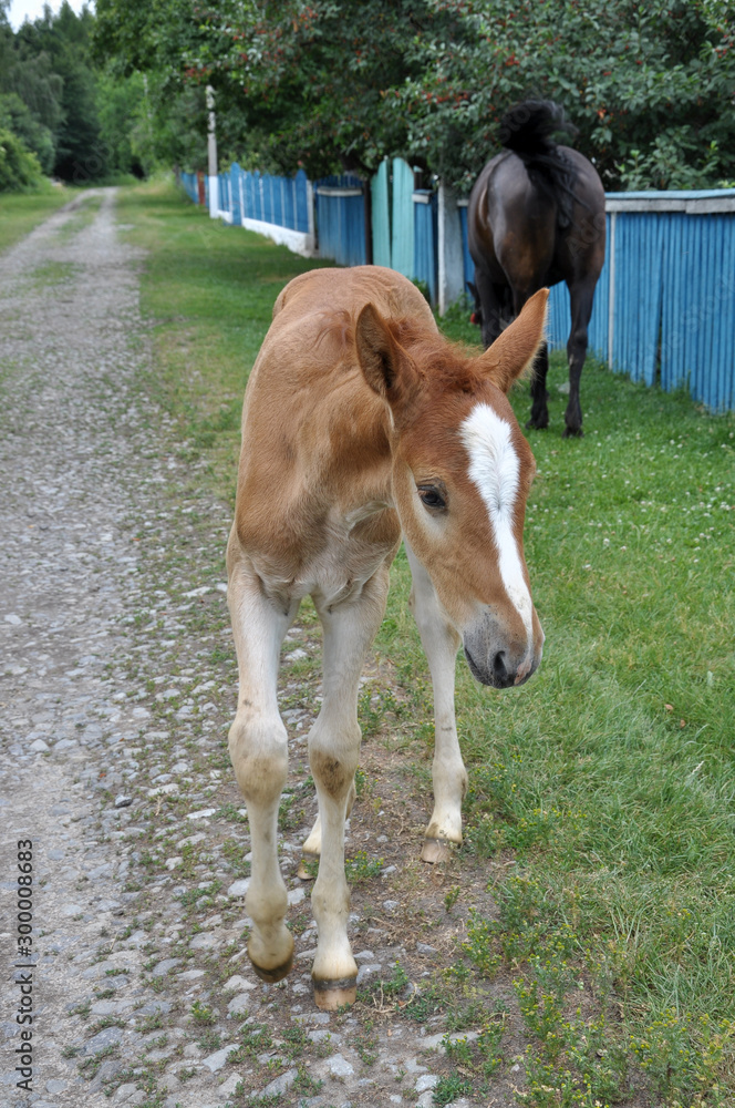 On a rural street mare and foal