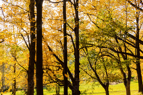 Orange forest with trail in fog in autumn. Colorful landscape with beautiful enchanted trees with yellow and red leaves in fall. Amazing scene with mystical foggy forest. Fairy woodland. Nature