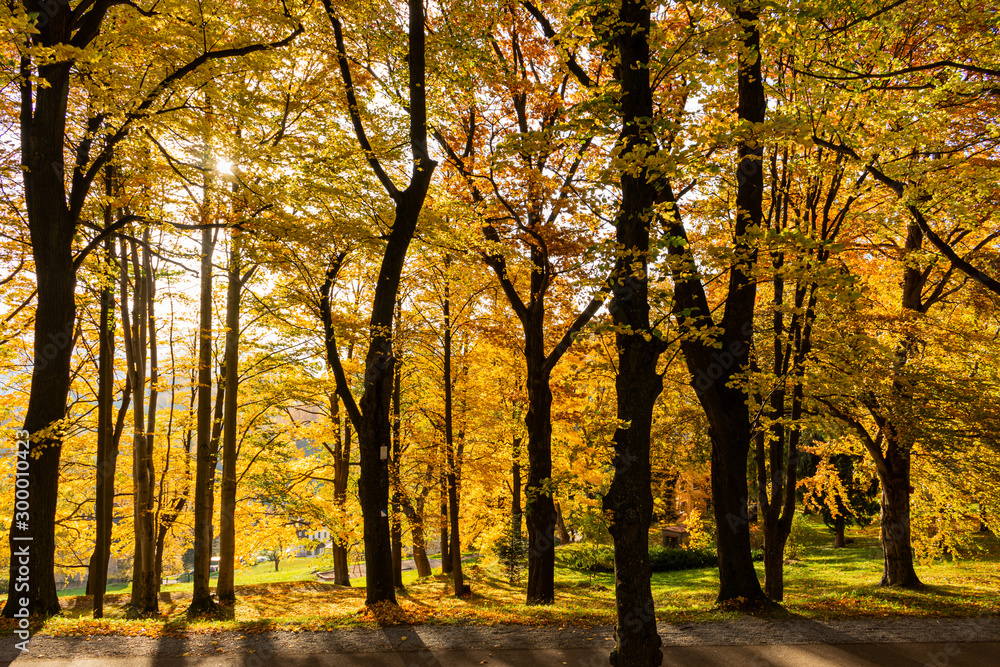 Fototapeta premium Beautiful morning scene in the forest with sun rays and long shadows