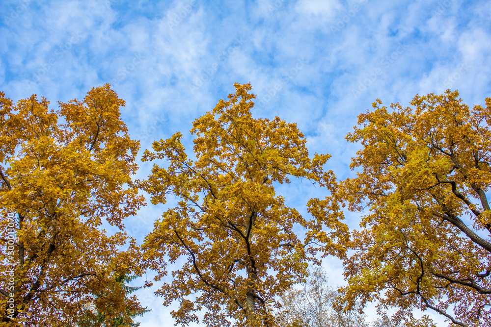 bright yellow foliage on autumn trees in a forest against a blue sky with white clouds