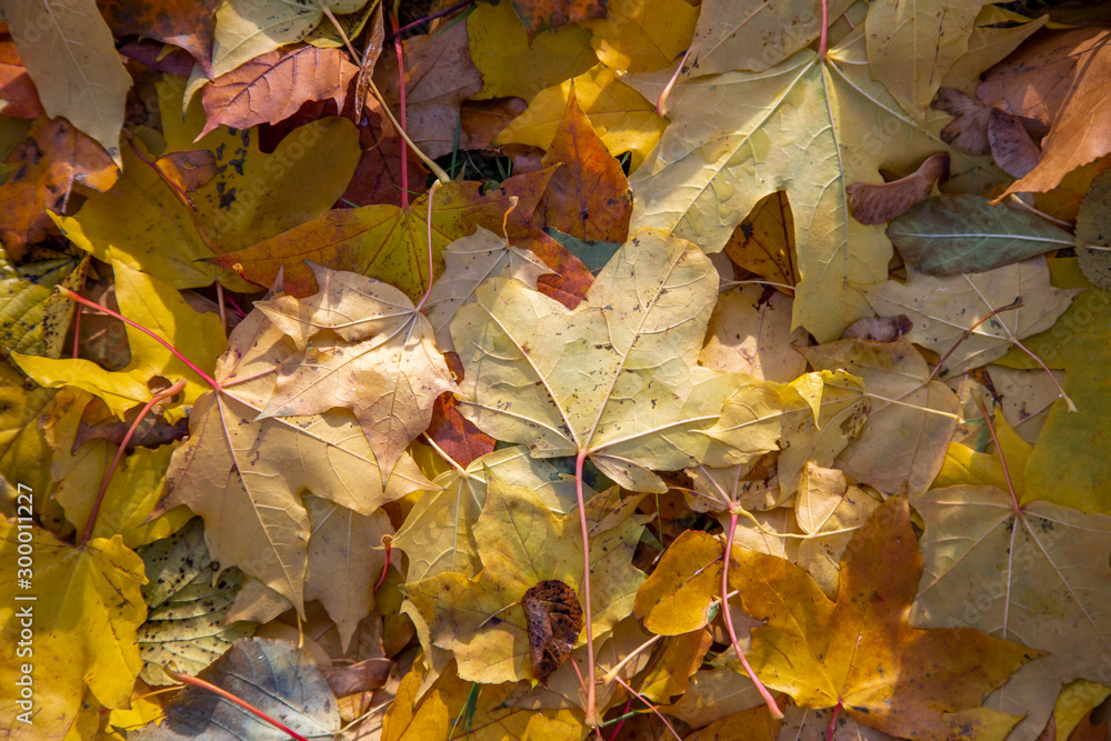 bright yellow, green and red autumn dry foliage in the forest, top view bright yellow, green and red autumn dry foliage in the forest, top view