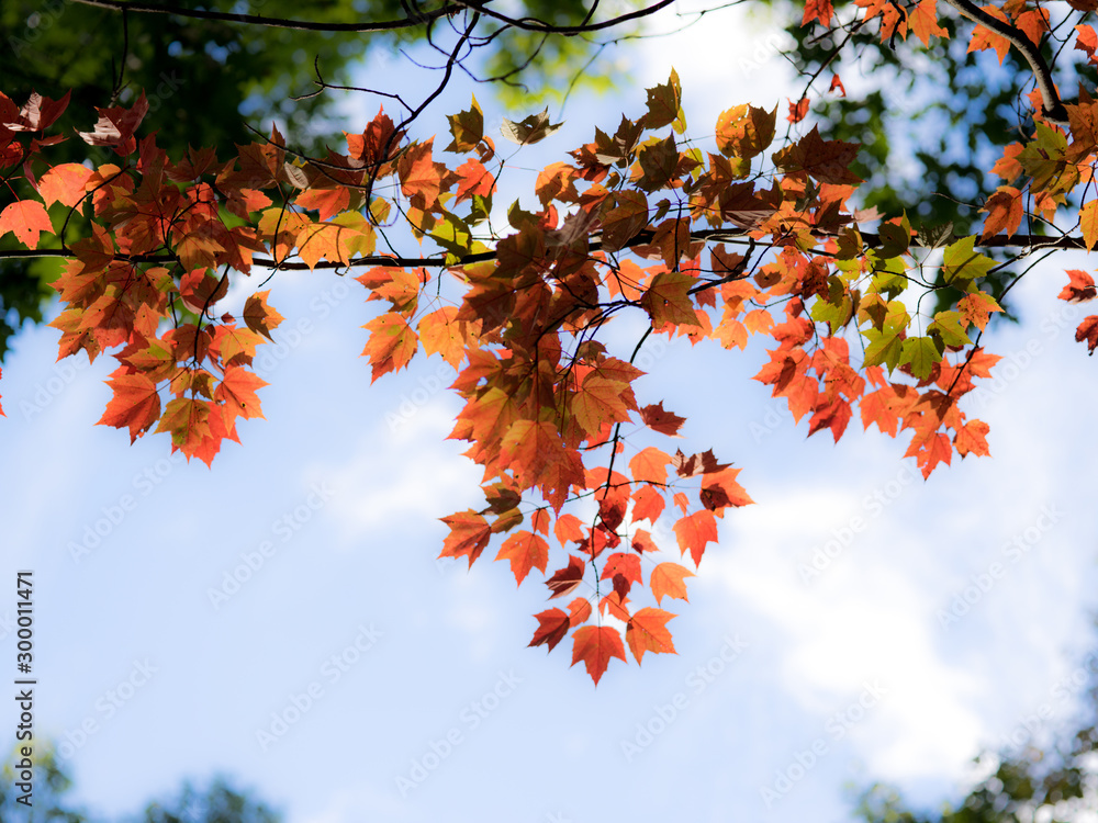 Falls late arrival of red leaves with a blue background Falls late arrival of red leaves with a blue background