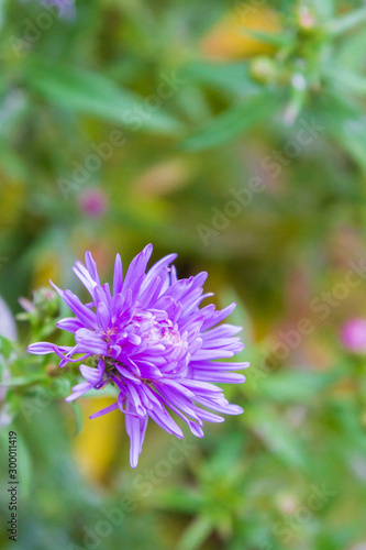 Garden bright beautiful purple flowers grow in autumn