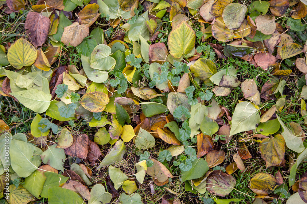 dry yellow and red autumn leaves on green grass