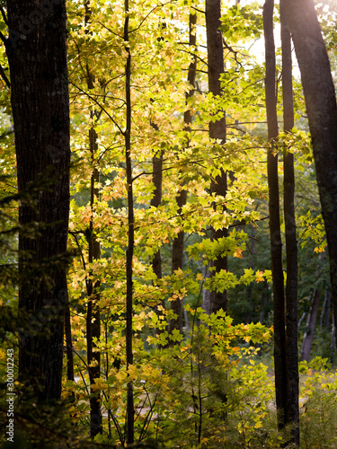 Luminance of trees backlit in maine