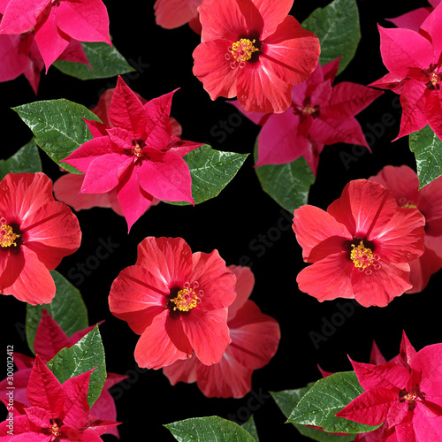 Beautiful floral background of hibiscus and poinsettia. Isolated