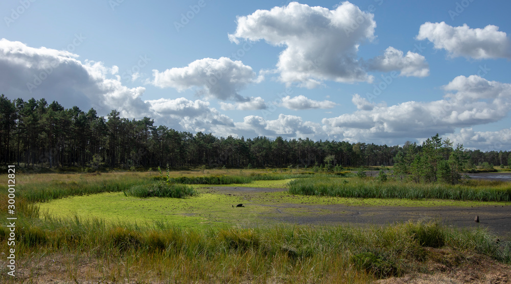 Estonian swamp