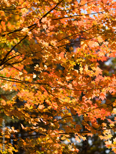 Glowing fall leaves in Autumn 