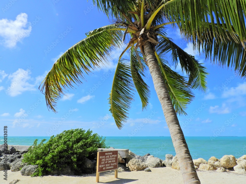 Obraz premium Palm tree in the beach of Key West, Florida, United Stantes.