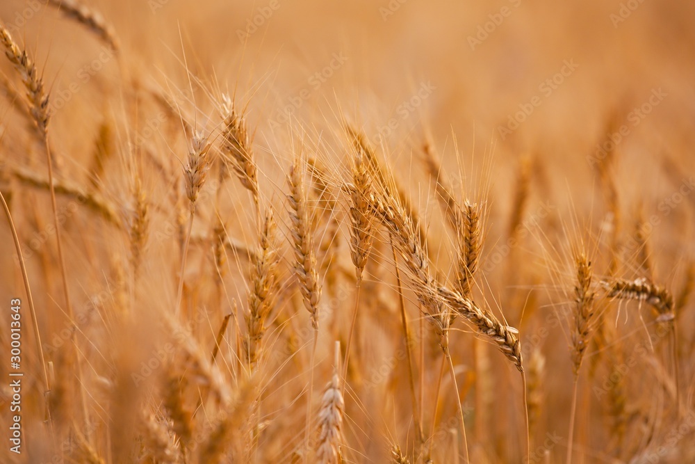 Wheat plants on an agricultural field