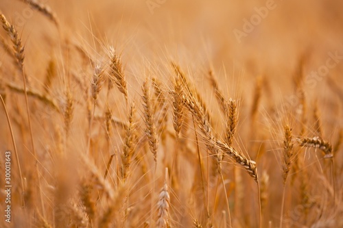 Wheat plants on an agricultural field