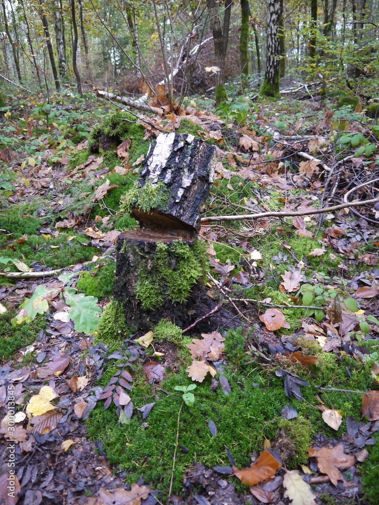 Obraz premium Herbstwald