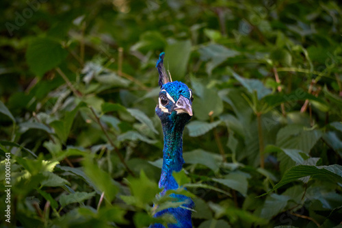 Close-up of a peacock poking his head out of the bushes  