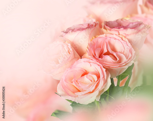 Beautiful blooming roses on white background