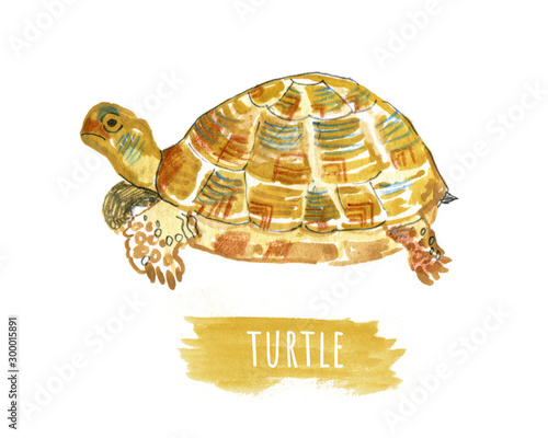 Watercolor hand drawn yellow turtle. Illustration of turtles on the white background