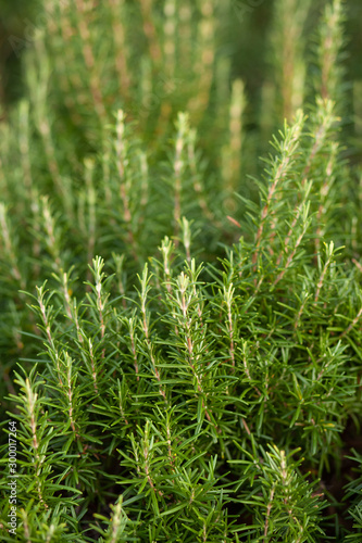 Big bush of rosemary. Delicious and healthy spice of italian cuisine