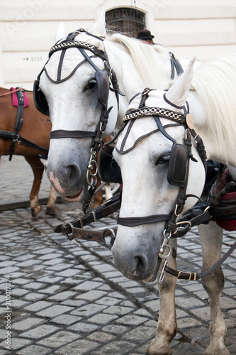 Horse - drawn carriage or Fiaker, popular tourist attraction, on Michaelerplatz and Hofburg Palace. © elenarostunova