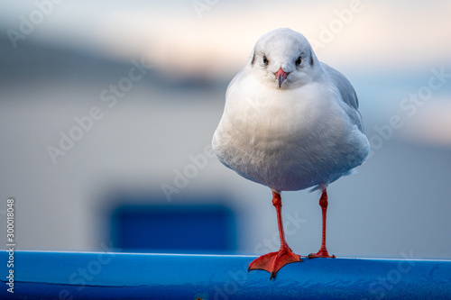 a close-up of a seagull sta...