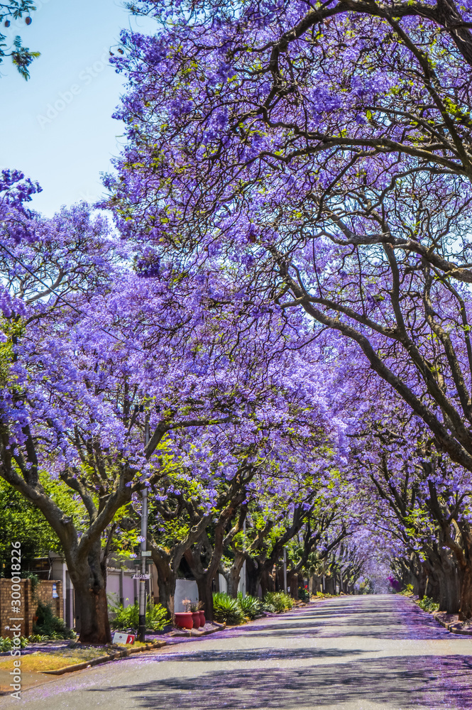 Obraz premium Purple blue Jacaranda mimosifolia bloom in Johannesburg and Pretoria street during spring in October in South Africa