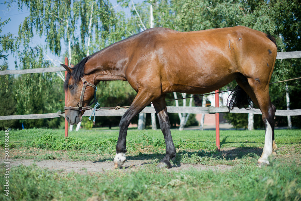 Fototapeta premium A beautiful, well-groomed horse on a farm. Ranch. Farmer. Cowboy.