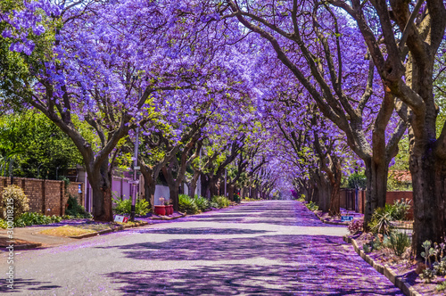 Purple blue Jacaranda mimosifolia bloom in Pretoria streets during spring in October in South Africa photo