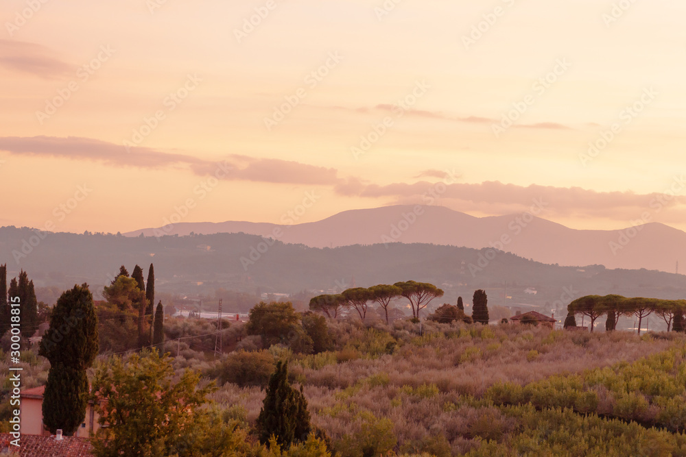 Beautiful image of Tuscany, Italy.  Vineyards and cypresses. Sunset, soft evening light, warm colors.
