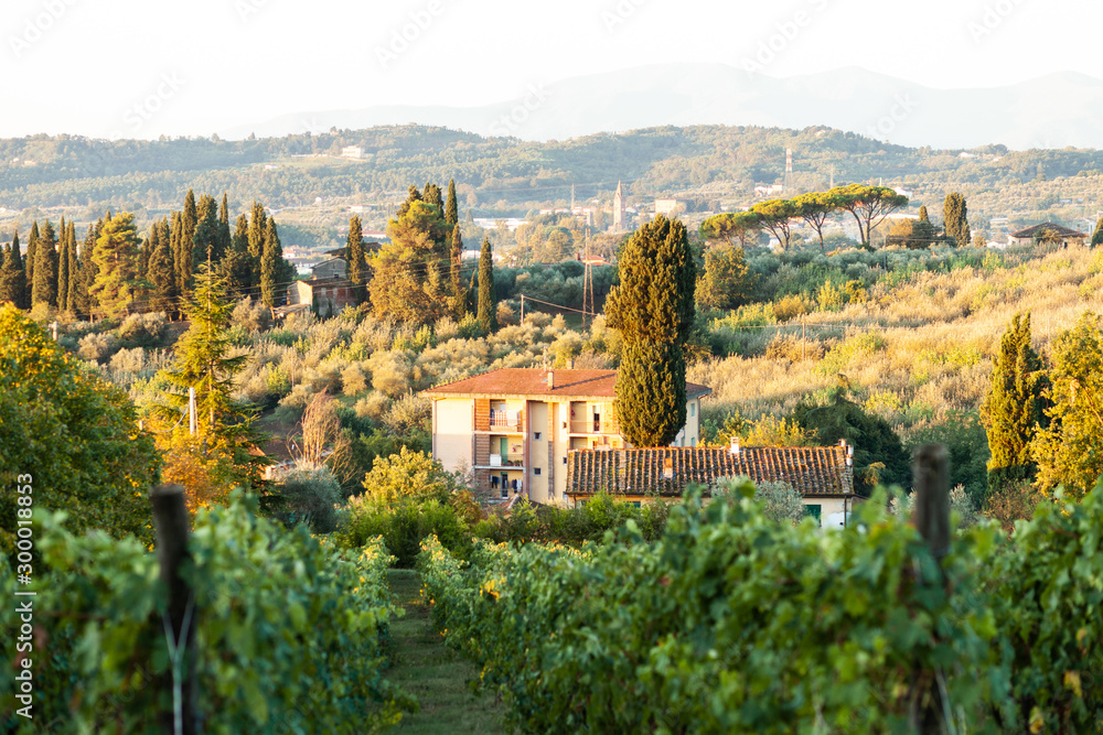 Beautiful image of Tuscany, Italy.  Vineyards and cypresses. Sunset, soft evening light, warm colors. Calm and quite countryside