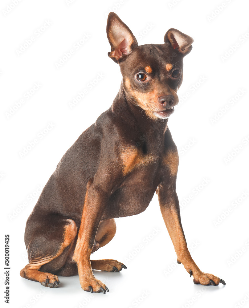 Cute toy terrier dog on white background