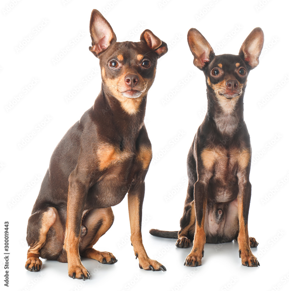 Cute toy terrier dogs on white background