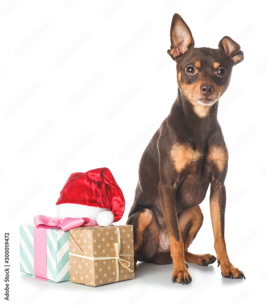Cute toy terrier dog with Santa Claus hat and gifts on white background