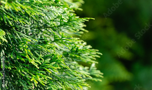 Close-up of green texture christmas leaves of Thuja occidentalis Smaragd, northern white-cedar, or eastern white cedar. Interesting nature concept for background design. Place for your text