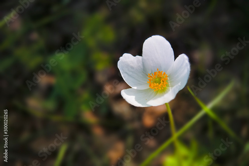 Small white wild strawberry flower close-up. Close up of a Little Wild Strawberry.