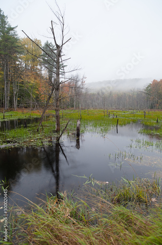 landscape with lake and forest photo