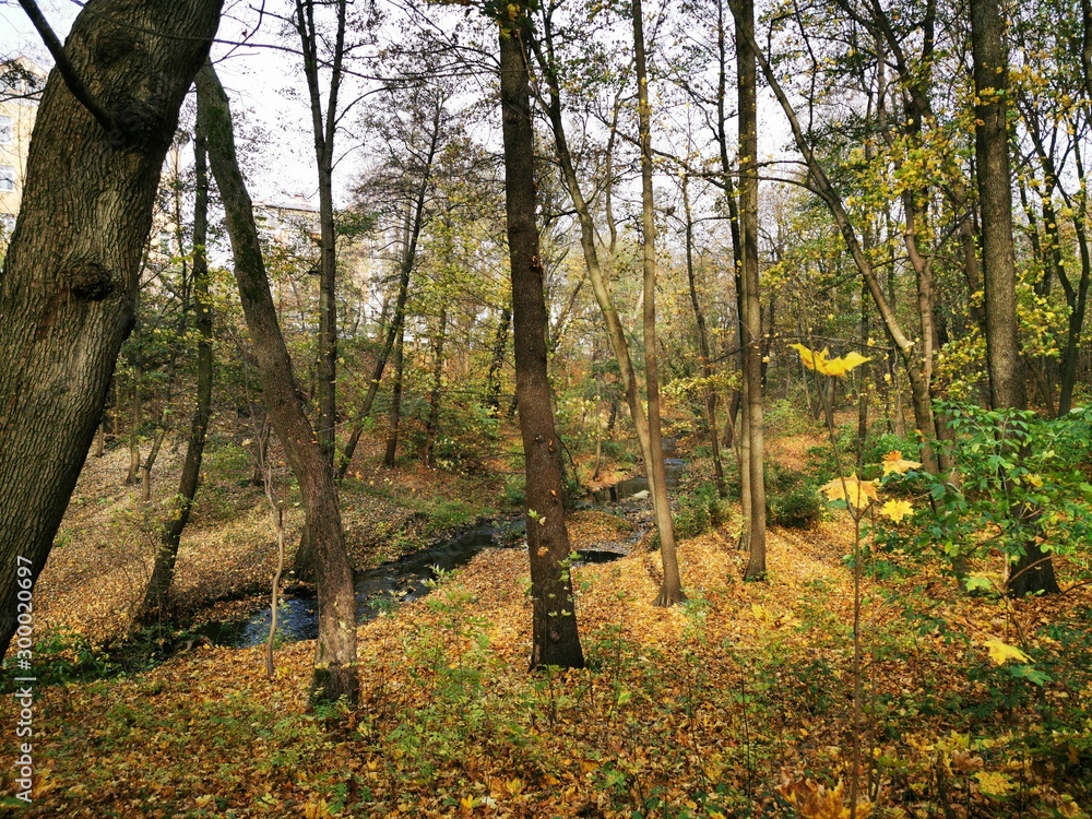 Naklejka premium Autumn park. Fall forest road landscape. Autumn, fall season. Sunny day. Forest trees.
