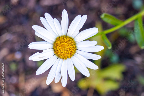 white daisy flower