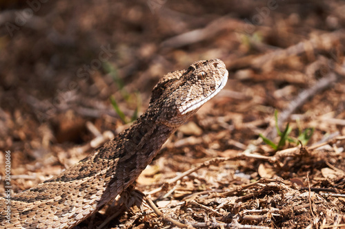 Baby puff adder on the ground between branches, twigs and leaves