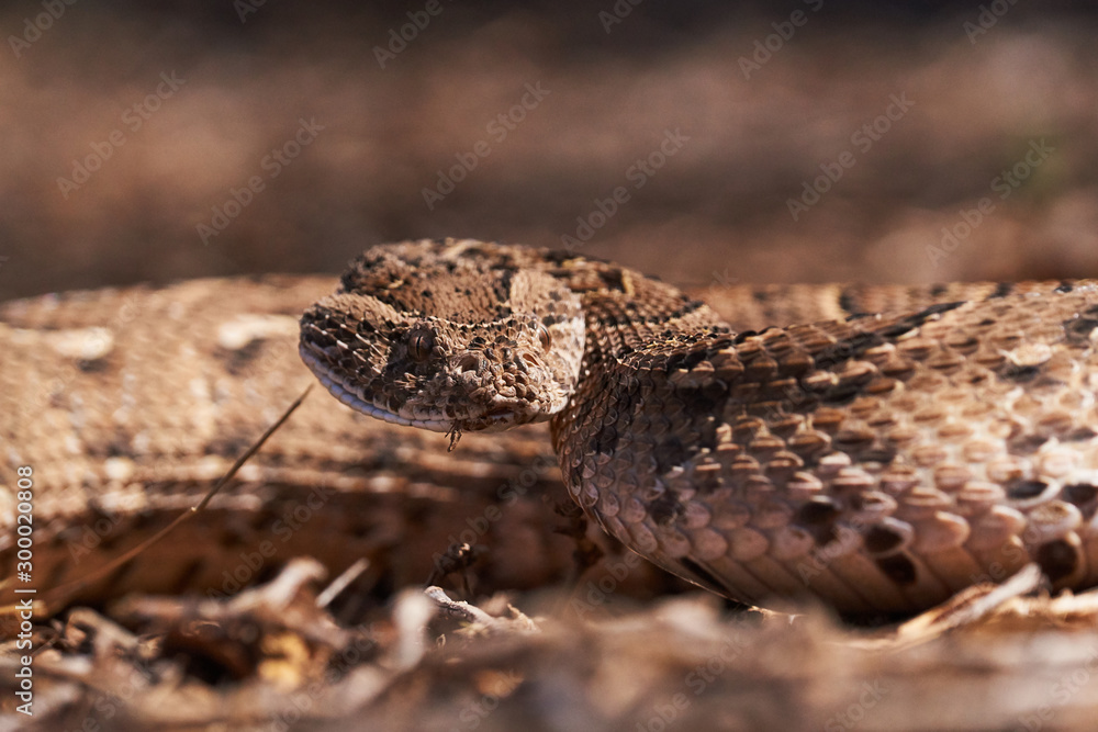 Baby puff adder on the ground between branches, twigs and leaves