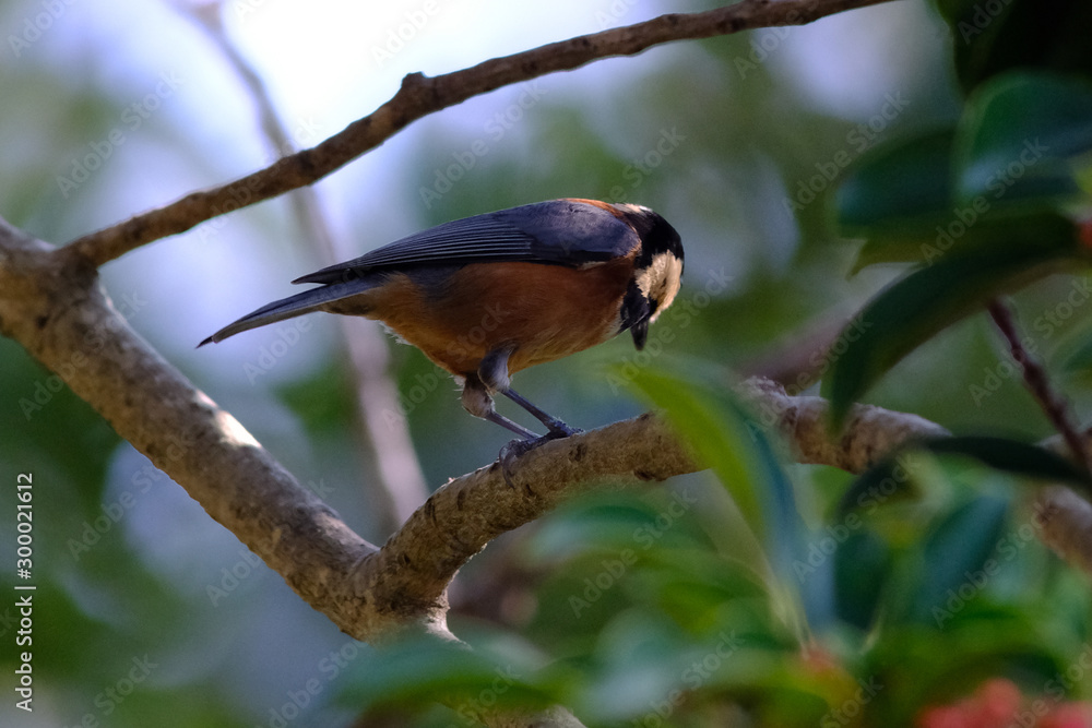 varied tit on branch varied tit on branch