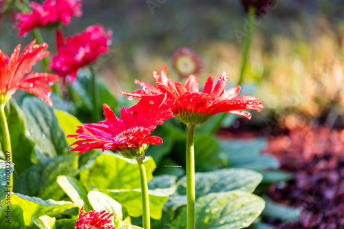 Red Gerbera Daisy
