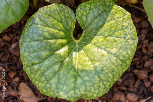 closeup of green leaf