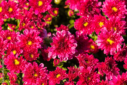 Flowers in the Garden