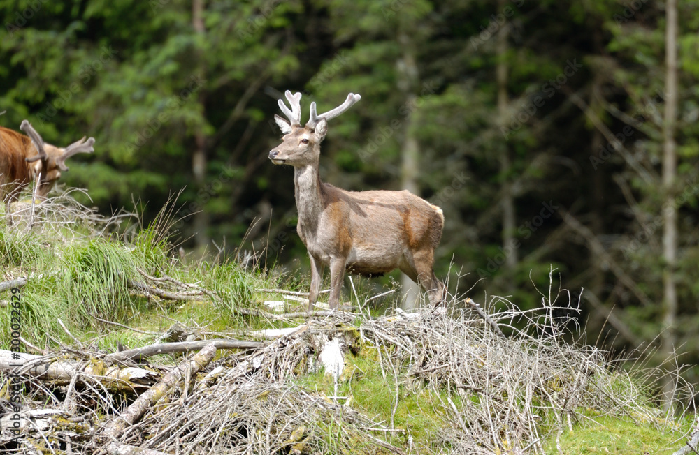 Red Deer Scotland 2002