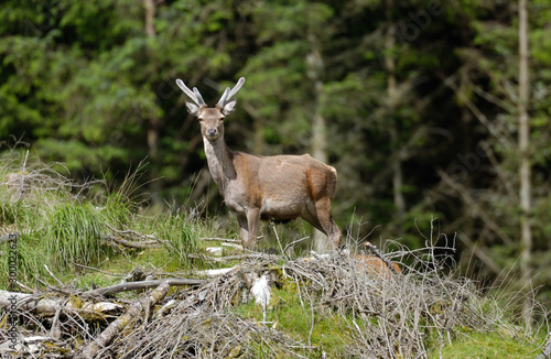 Red Deer Scotland 2002