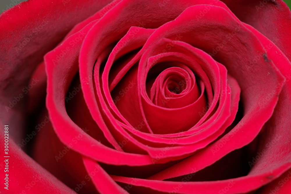 rose macro rose macro